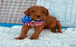Mini Goldendoodle dogs for sale: Missy Mini F1b - Image 2
