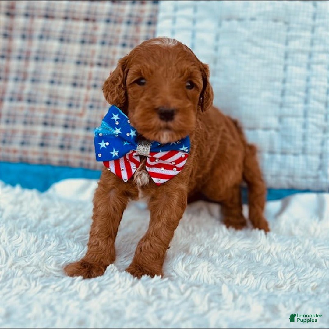 Mini Goldendoodle dogs for sale: Missy Mini F1b - Image 2