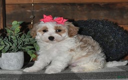 Lhasapoo dogs for sale: Daisy - Image 5