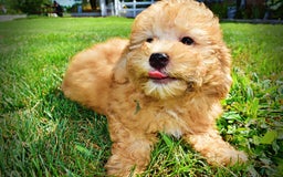 Havapoo dogs for sale: Ember - Image 4