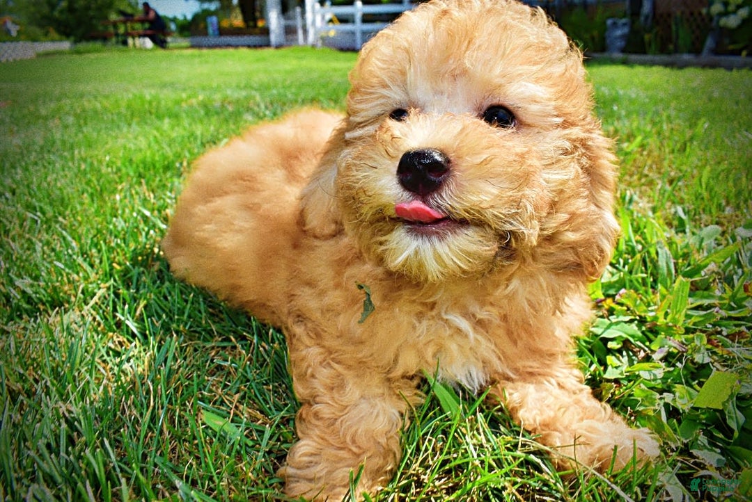 Havapoo dogs for sale: Ember - Image 4