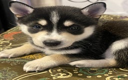 Alaskan Klee Kai dogs for sale: Naymeria - Image 1