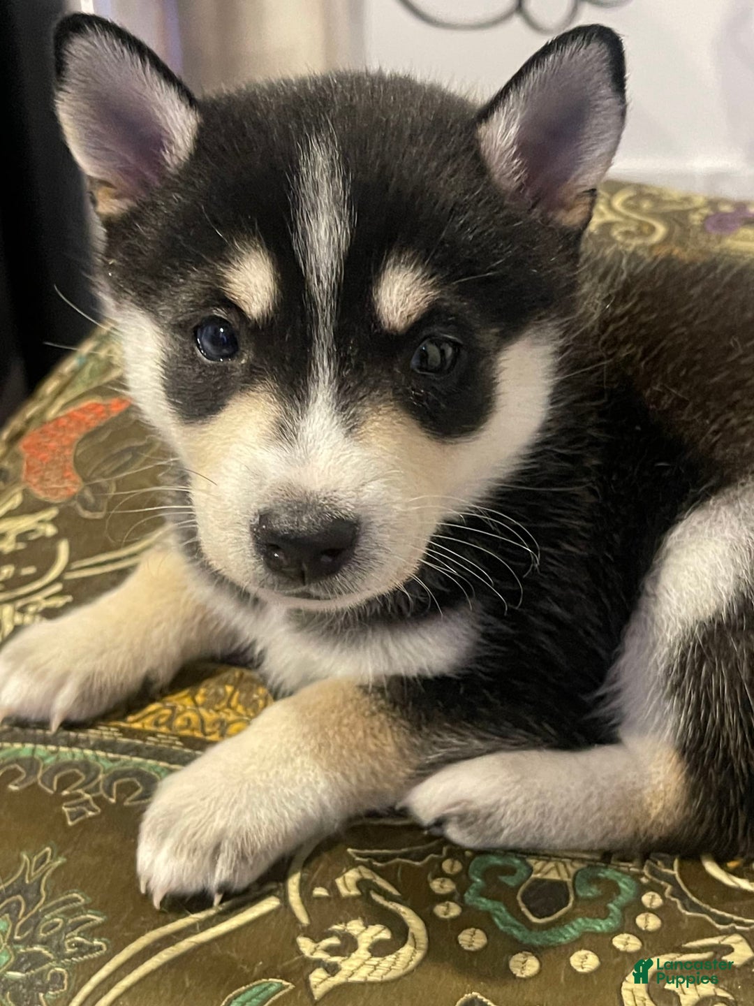 Alaskan Klee Kai dogs for sale: Naymeria - Image 1