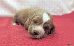 Cavapoo dogs for sale: Steve - Image 3