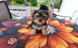 Yorkshire Terrier dogs for sale: Cc - Image 24
