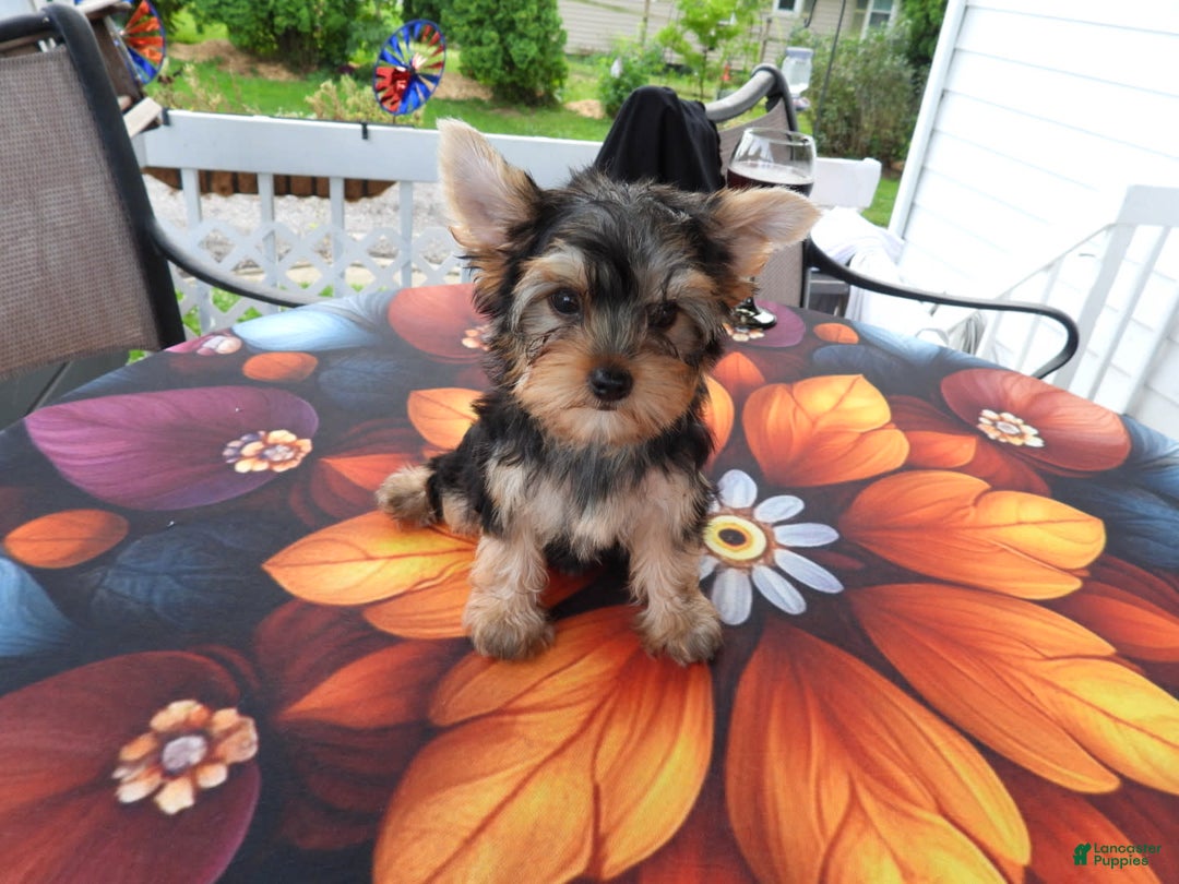 Yorkshire Terrier dogs for sale: Cc - Image 24