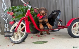 Doberman Pinscher dogs for sale: Marley - Image 4
