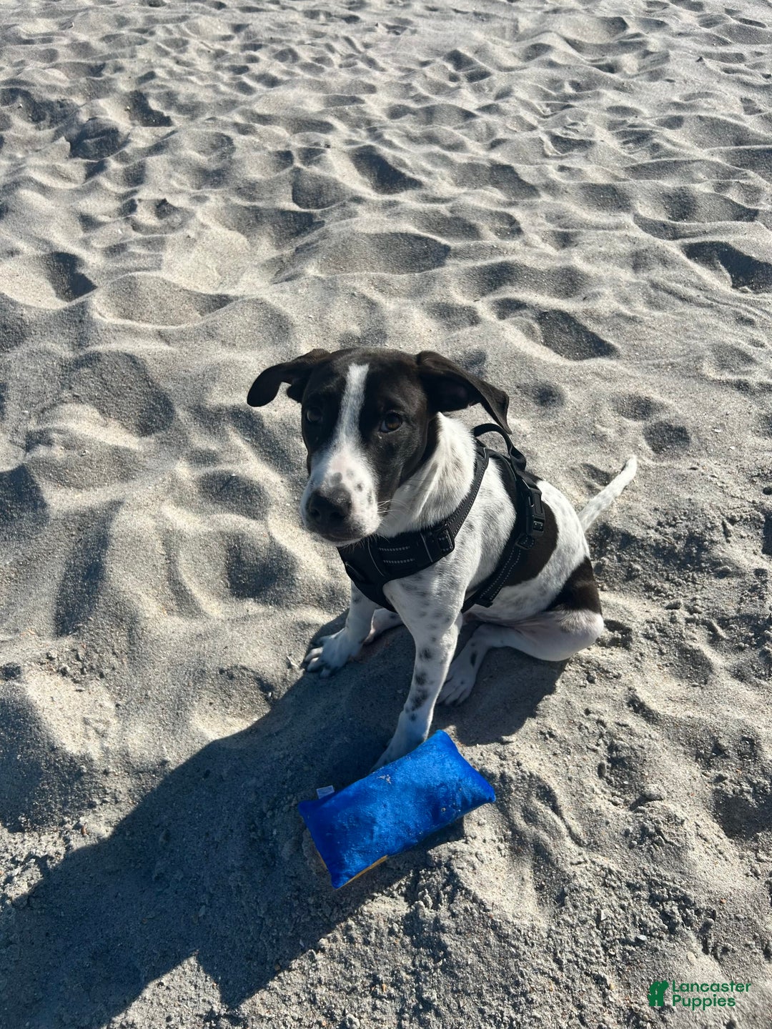 German Shorthaired Pointer dogs for sale: Bently - Image 2