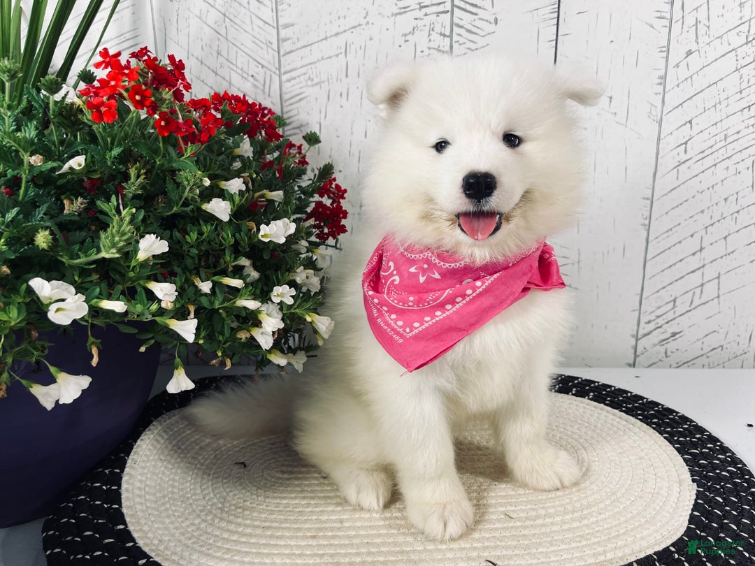 Samoyed dogs for sale: Chloe - Image 6