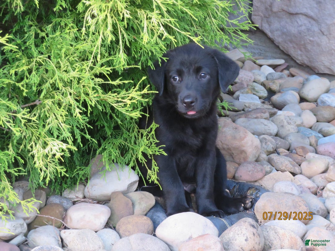 Labrador Retriever dogs for sale: Hunter - Image 14