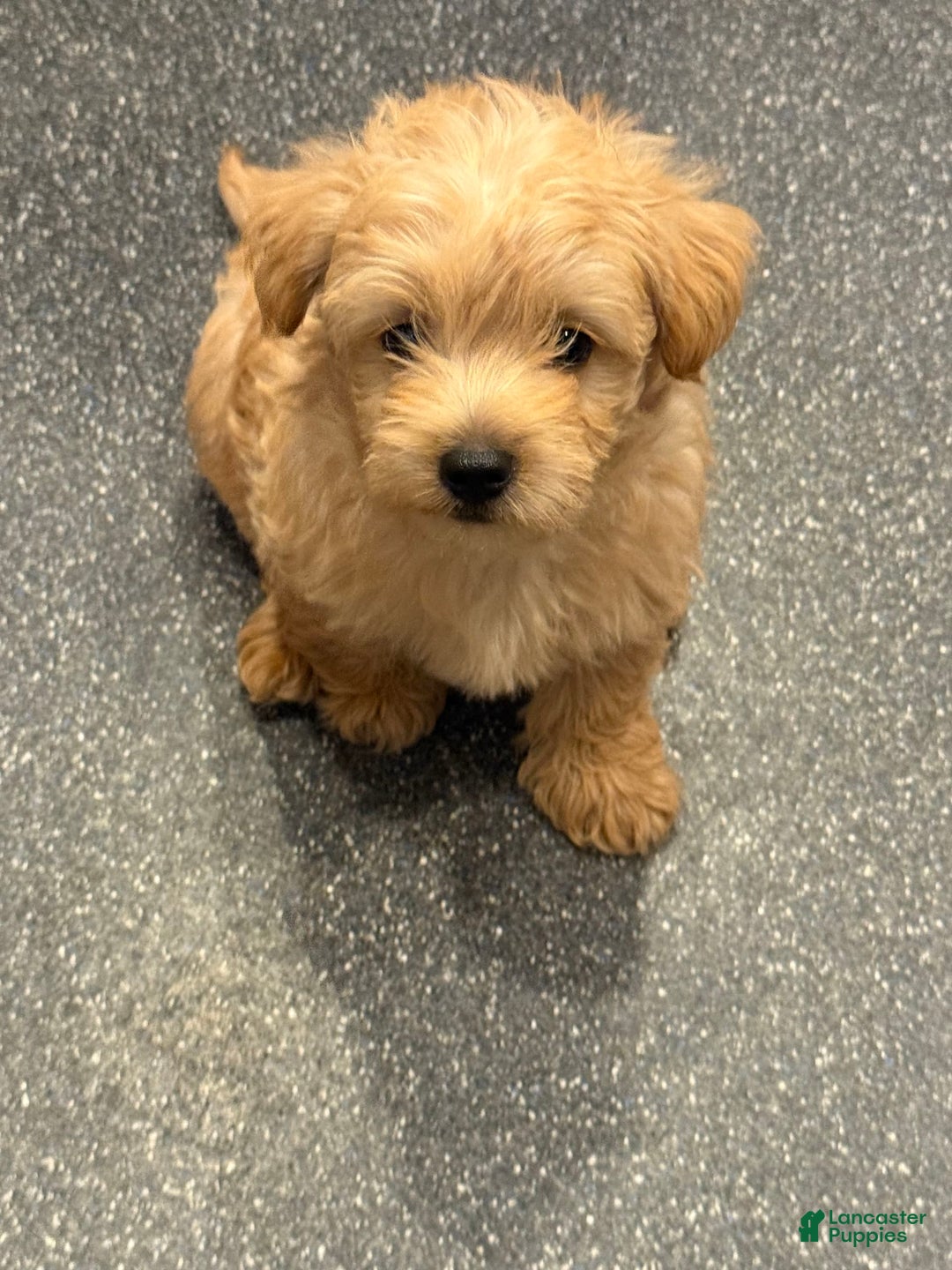 Miniature Poodle dogs for sale: King Julian - Image 3