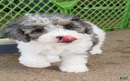 Miniature Poodle dogs for sale: Bay - Image 2