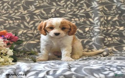 Cavapoo dogs for sale: Bambi - Image 3