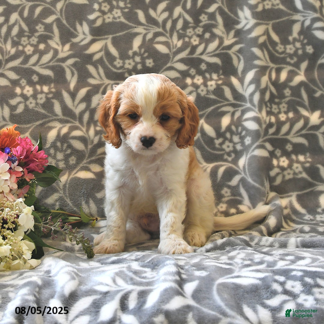 Cavapoo dogs for sale: Bambi - Image 3