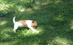 Jack Russell Terrier dogs for sale: Fillmore - Image 6
