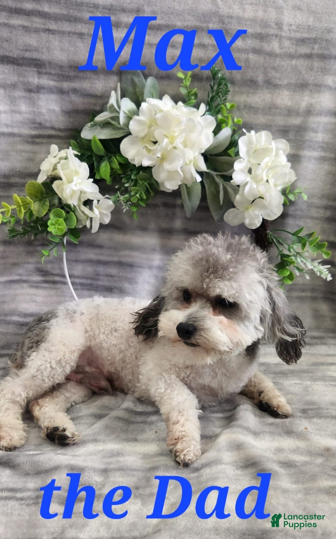 Cavapoo dogs for sale: Honey - Image 6