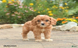 Cavapoo dogs for sale: Avalon - Image 3