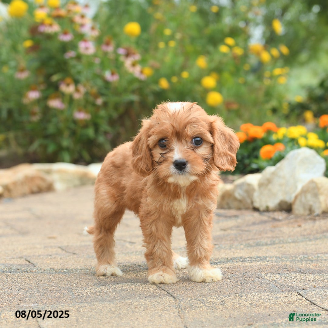 Cavapoo dogs for sale: Avalon - Image 3
