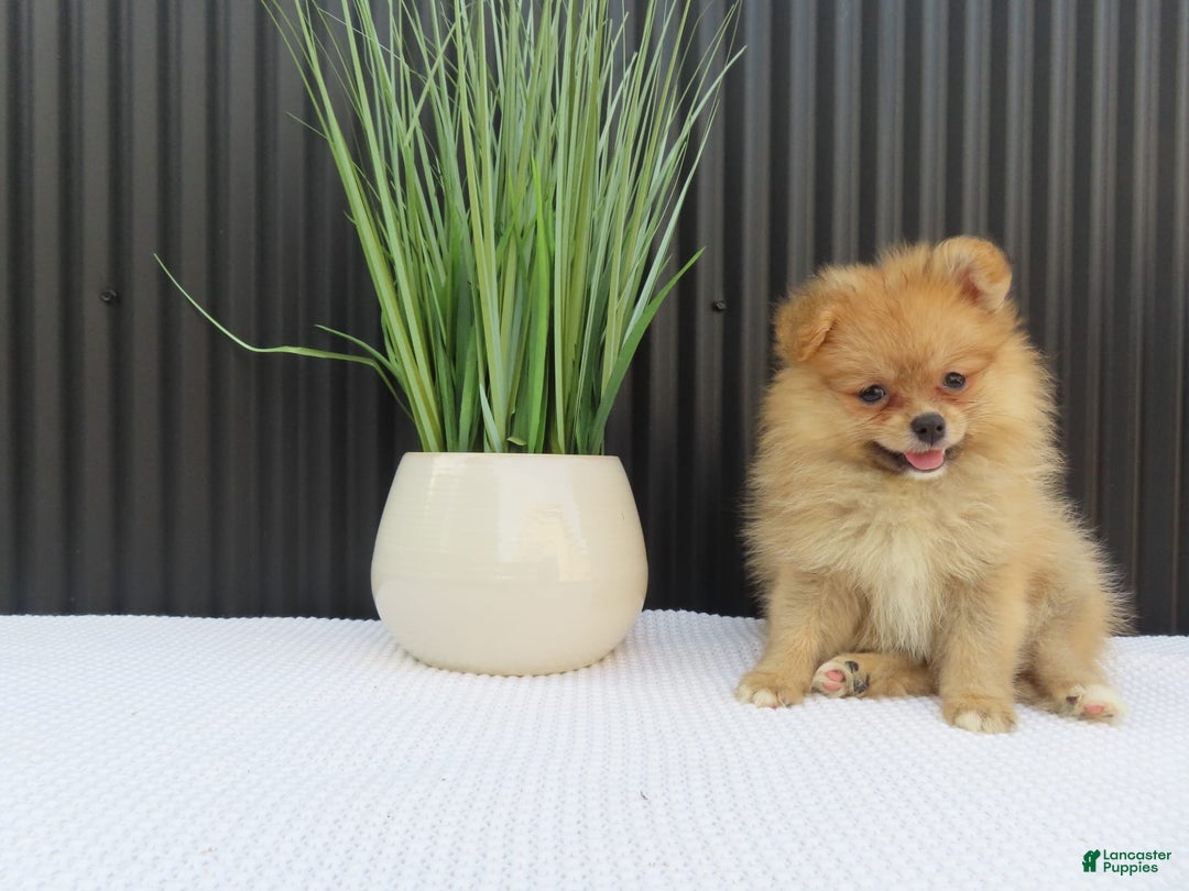 Pomeranian dogs for sale: Sandy - Image 5