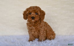 Cockapoo dogs for sale: Cockapoo 5 puppies - Image 1