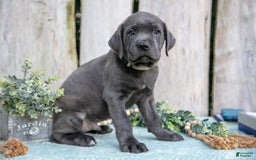 Cane Corso dogs for sale: Ranger - Image 3