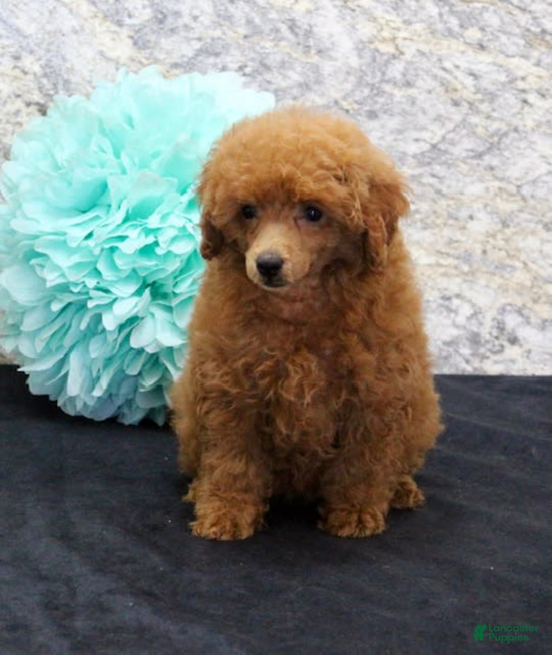 Miniature Poodle dogs for sale: Rita - Image 2