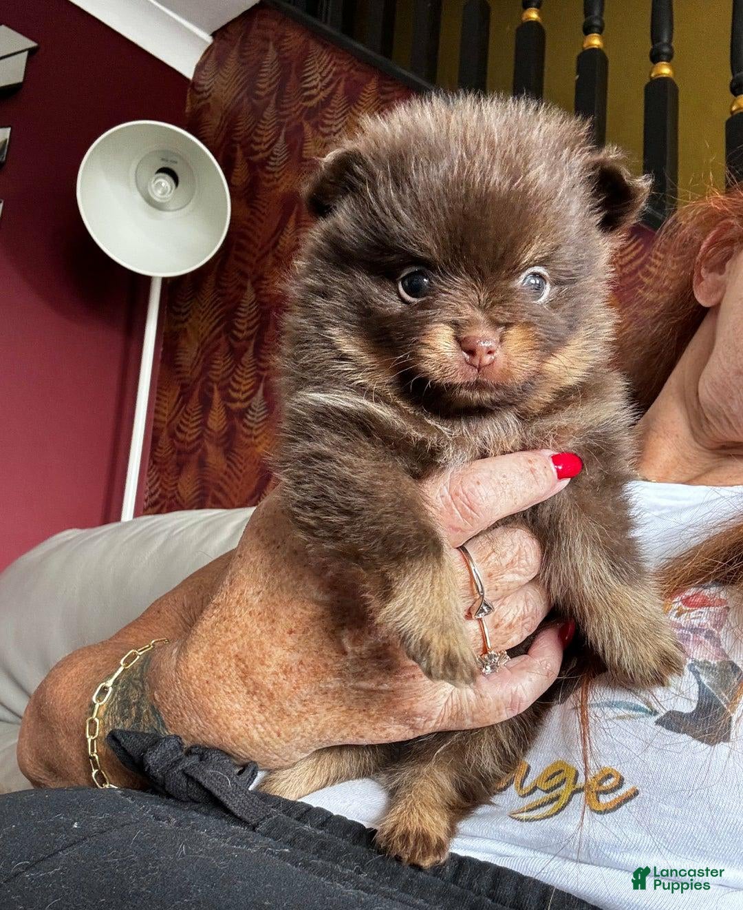 Pomeranian dogs for sale: Belly - Image 4