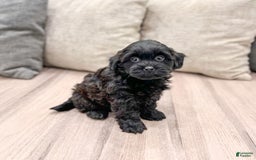 Shihpoo dogs for sale: Ollie - Image 4