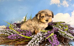Maltipoo dogs for sale: Rugger - Image 5