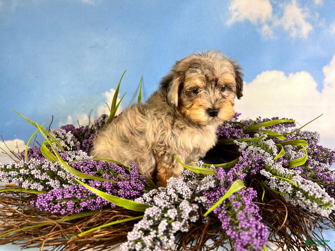 Maltipoo dogs for sale: Rugger - Image 5