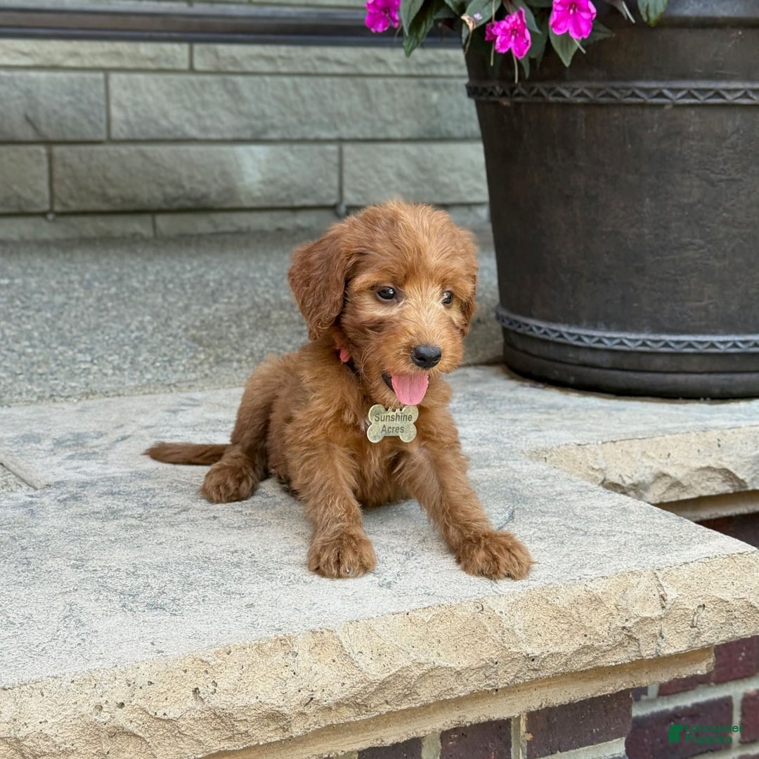 Goldendoodle dogs for sale: Paisley - Image 2