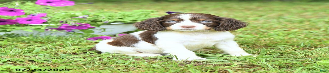 Patches