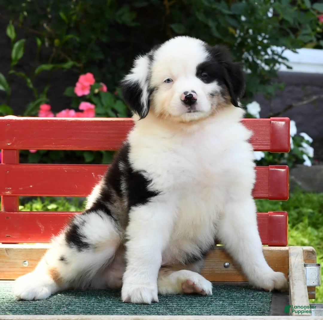 Australian Shepherd dogs for sale: Bingo - Image 7