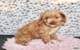 Cavapoo dogs for sale: Ivy - Image 2