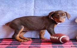 Doberman Pinscher dogs for sale: Daisy - Image 15