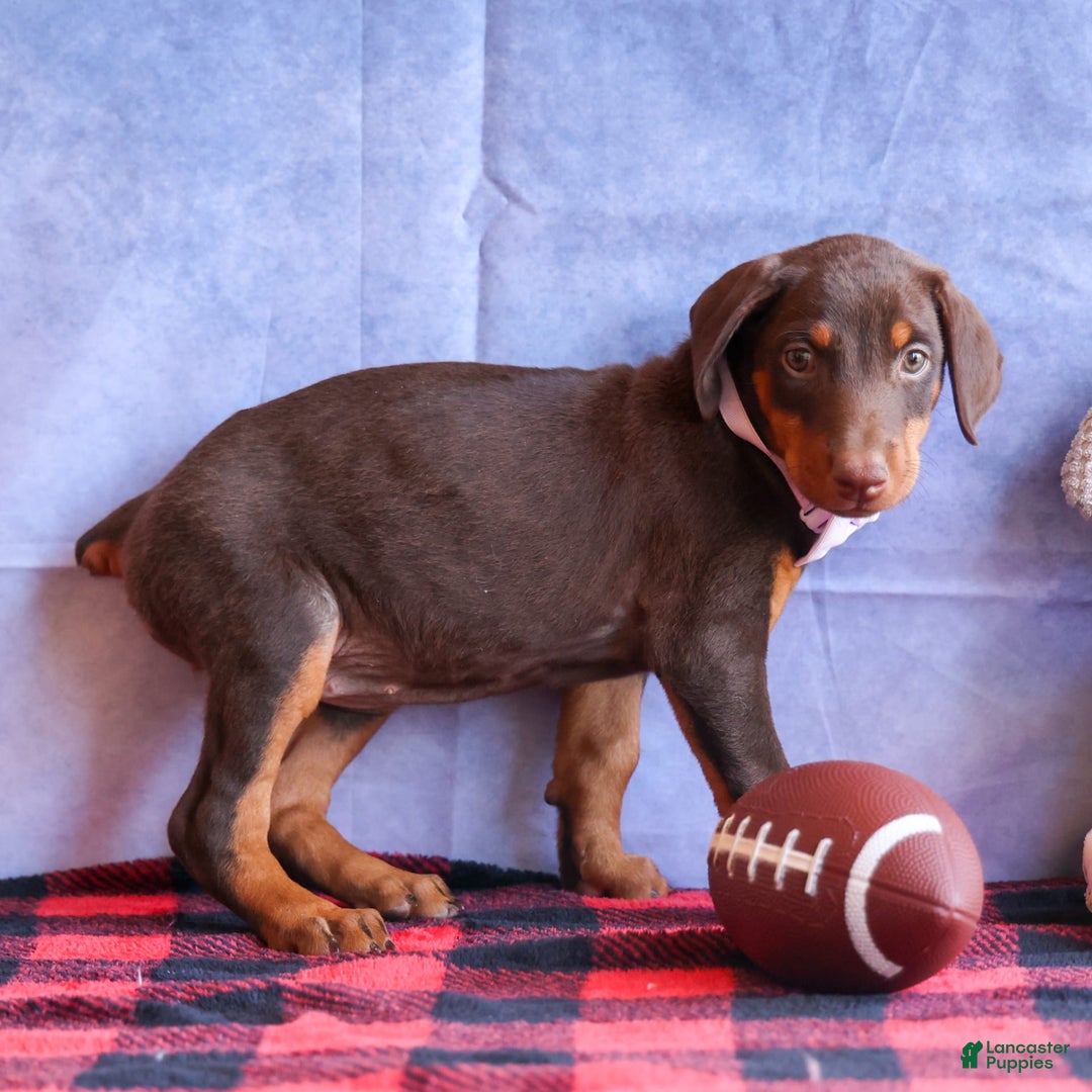 Doberman Pinscher dogs for sale: Daisy - Image 15