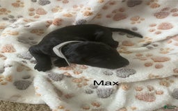 Goldendoodle dogs for sale: Goldendoodle 7 puppies - Image 2
