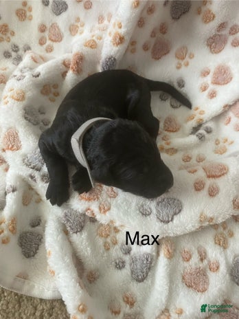 Goldendoodle dogs for sale - Ad 1
