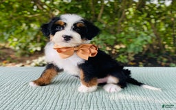 Bernedoodle dogs for sale: Ace - Image 1