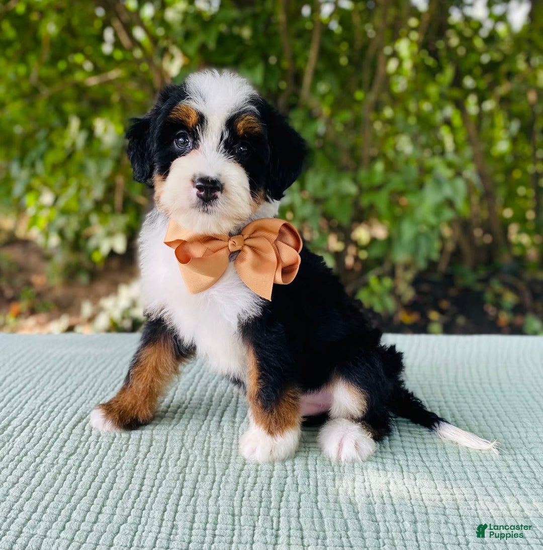 Bernedoodle dogs for sale: Ace - Image 1