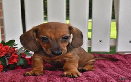 Miniature Dachshund dogs for sale: Benny - Image 4