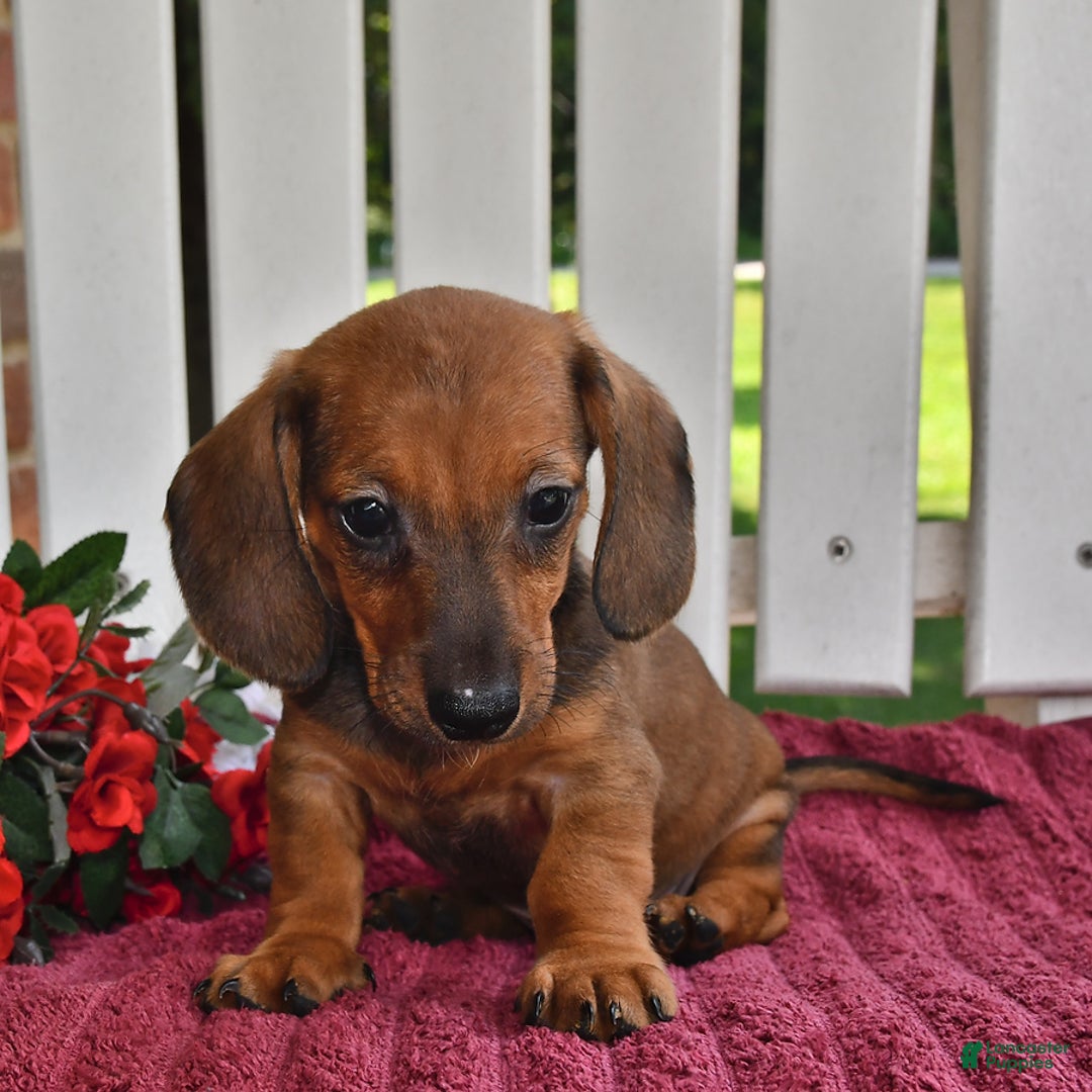 Miniature Dachshund dogs for sale: Benny - Image 4
