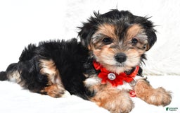 Morkie dogs for sale: Jana  Teacup - Image 6