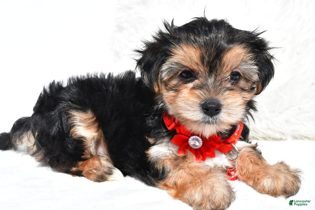 Morkie dogs for sale: Jana  Teacup - Image 6