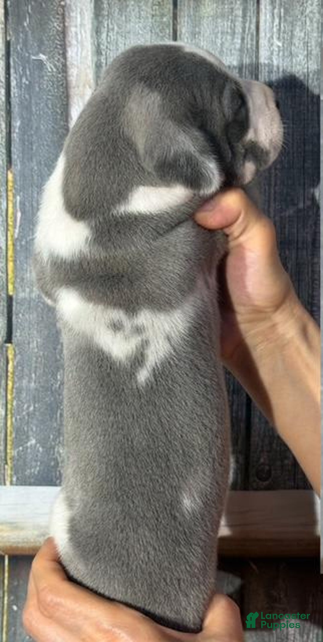 Great Dane dogs for sale: Julie - Blue Harlequin - Image 2