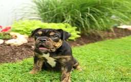 English Bulldog dogs for sale: Teddy - Image 7