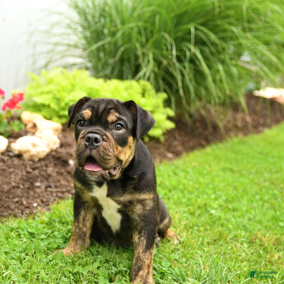 English Bulldog dogs for sale: Teddy - Image 7