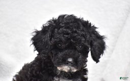 Toy Poodle dogs for sale: Bandit - Image 2