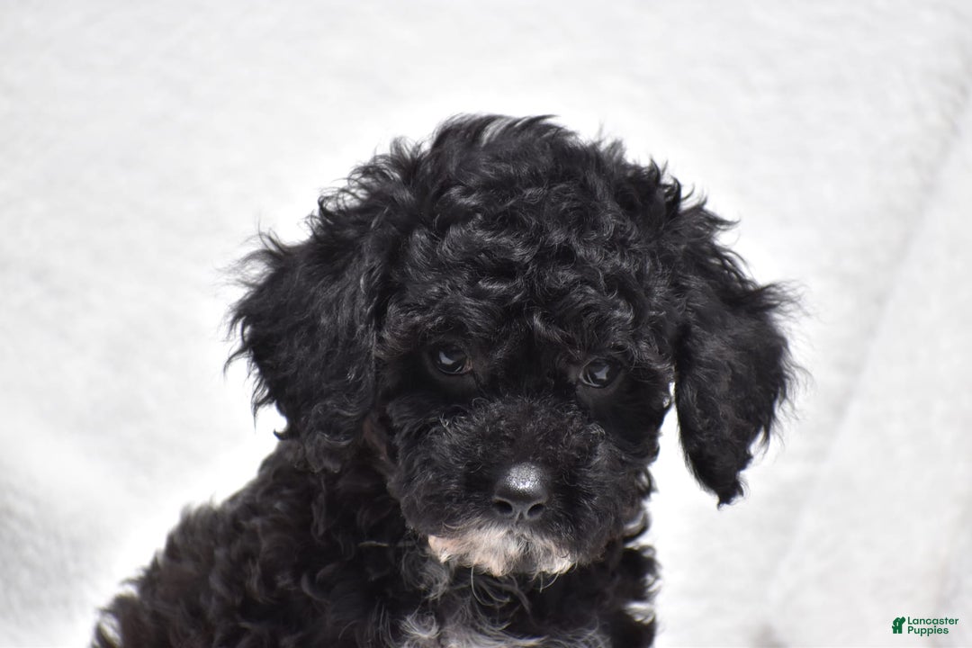 Toy Poodle dogs for sale: Bandit - Image 2