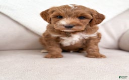 Mini Goldendoodle dogs for sale: Surf - Image 1